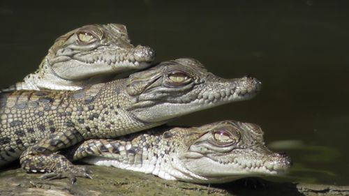 cruises daintree